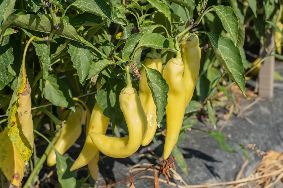 Spice Up Your Life: The Ultimate Guide to Growing, Cooking, and Enjoying Banana Peppers 1 Fresh banana peppers